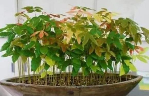 ươm cây, hạt giống, trồng cây 