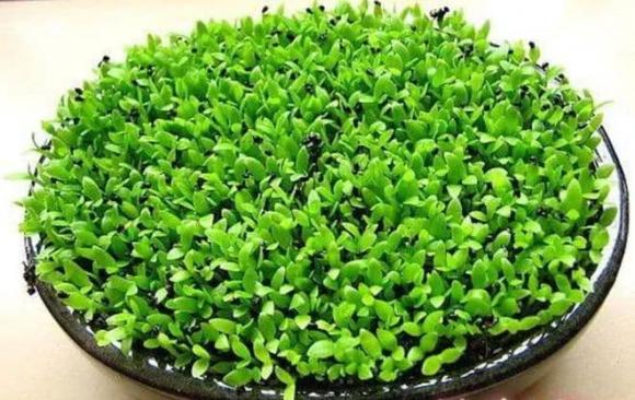 ươm cây, hạt giống, trồng cây 