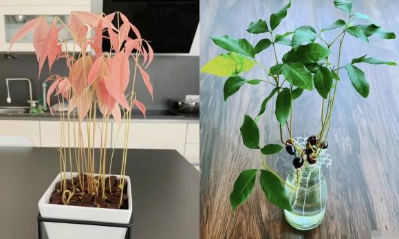 trồng cây, trồng cây ăn quả, phong thủy, trồng cây trong vườn nhà