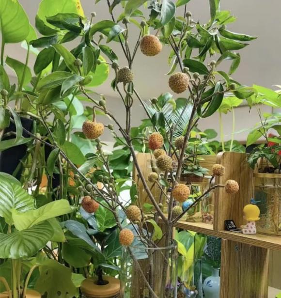 Hạt xoài, hạt lựu, trồng cây thuỷ canh