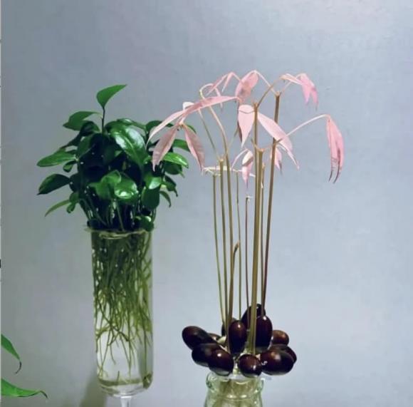 Hạt xoài, hạt lựu, trồng cây thuỷ canh