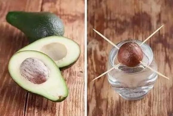 trồng bơ, trồng dứa, trồng cây từ hạt