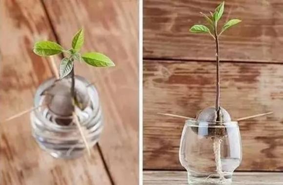 trồng bơ, trồng dứa, trồng cây từ hạt