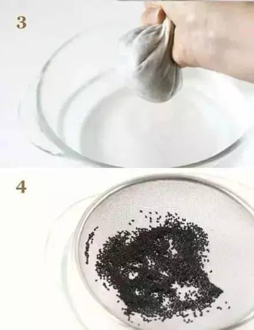 trồng bơ, trồng dứa, trồng cây từ hạt