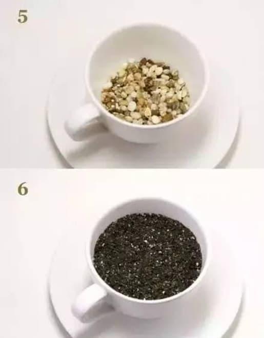 trồng bơ, trồng dứa, trồng cây từ hạt