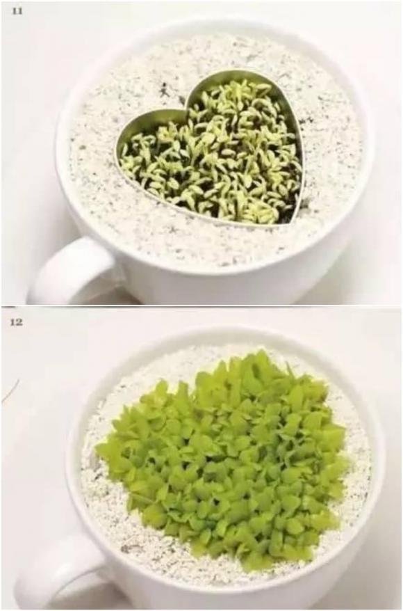 trồng bơ, trồng dứa, trồng cây từ hạt