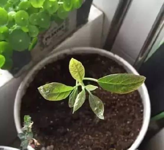 trồng bơ, trồng dứa, trồng cây từ hạt