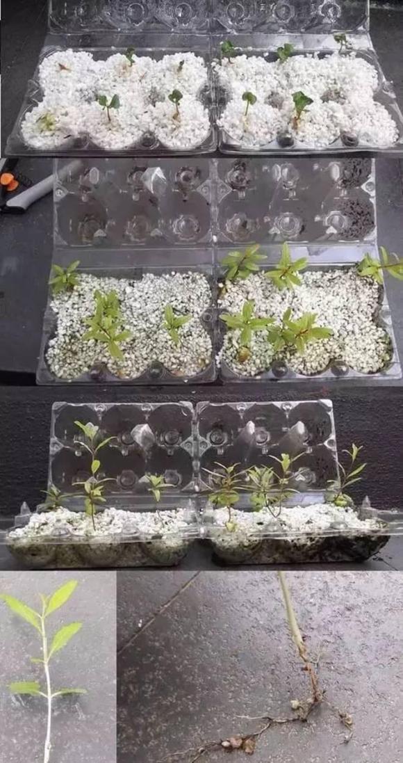 trồng bơ, trồng dứa, trồng cây từ hạt