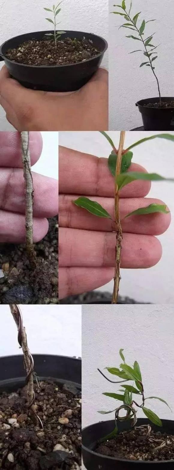 trồng bơ, trồng dứa, trồng cây từ hạt
