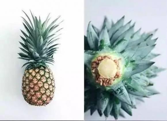 trồng bơ, trồng dứa, trồng cây từ hạt