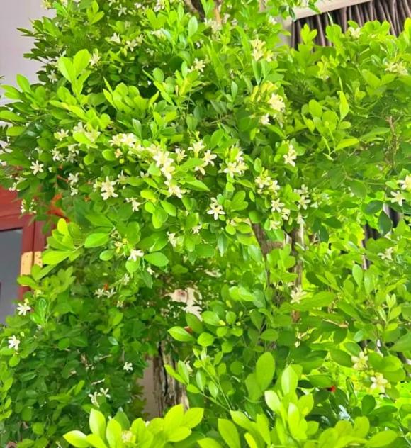 Cửu lý hương, Loài hoa đắt hơn vàng, 8 tháng nở hoa 1 lần