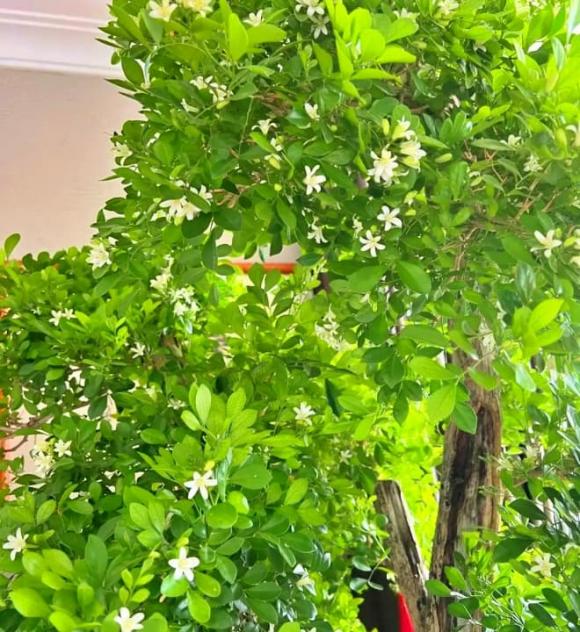 Cửu lý hương, Loài hoa đắt hơn vàng, 8 tháng nở hoa 1 lần