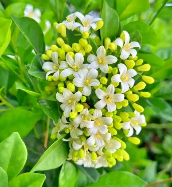Cửu lý hương, Loài hoa đắt hơn vàng, 8 tháng nở hoa 1 lần
