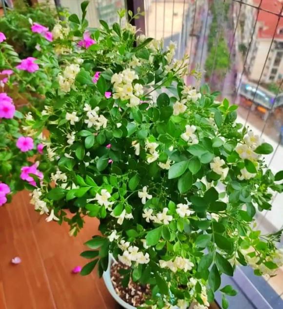 Cửu lý hương, Loài hoa đắt hơn vàng, 8 tháng nở hoa 1 lần