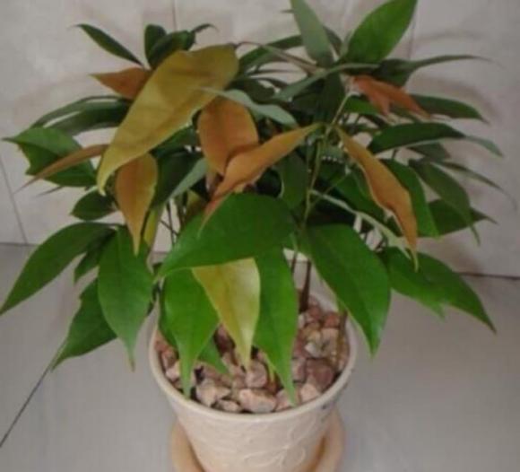 lưu ý khi trồng cây cảnh, trồng cây cảnh, cách trồng cây nhãn