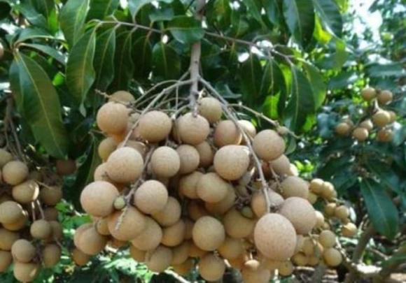 lưu ý khi trồng cây cảnh, trồng cây cảnh, cách trồng cây nhãn