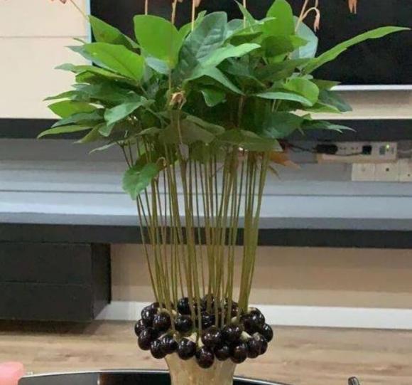 lưu ý khi trồng cây cảnh, trồng cây cảnh, cách trồng cây nhãn