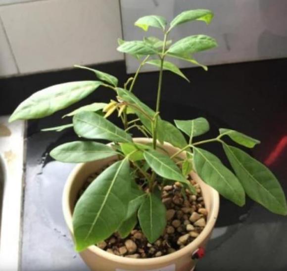 lưu ý khi trồng cây cảnh, trồng cây cảnh, cách trồng cây nhãn