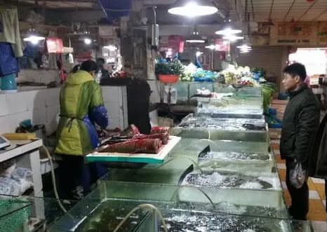 mua cá, cá chết