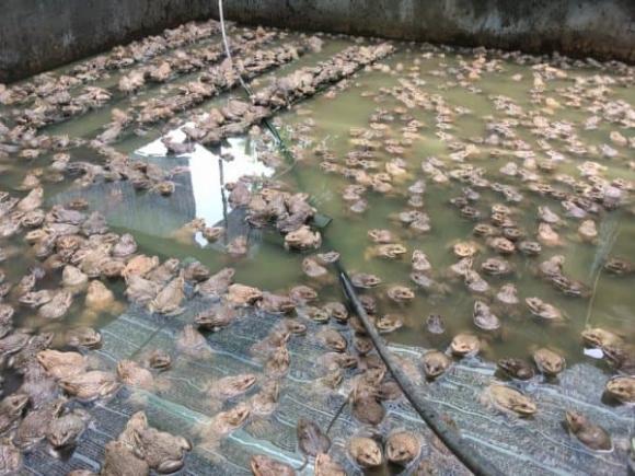 nuôi ếch, nuôi ếch thương phẩm, ngành nghề 