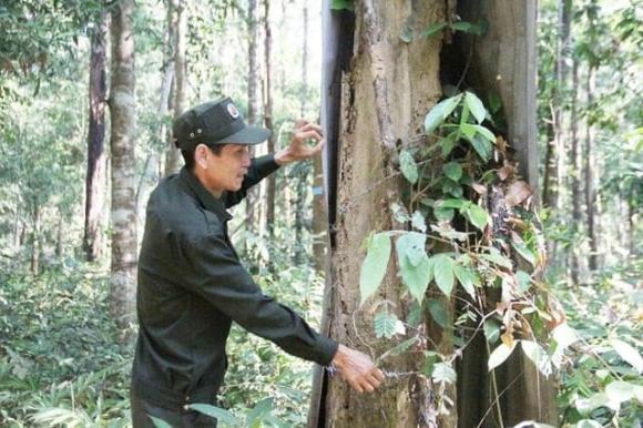 Gỗ trắc, loại gỗ quý hiếm bậc nhất việt nam