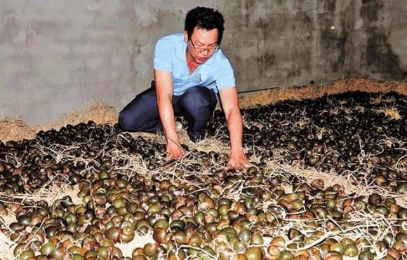 Ốc lác, Ru ngủ ốc đặc sản, làm giàu