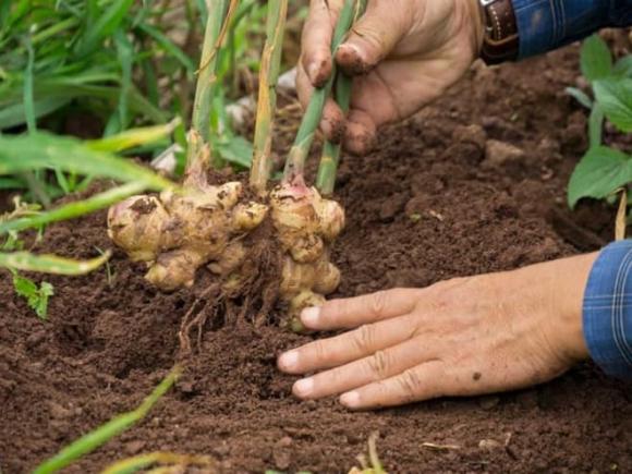 Gừng, Nghệ, Mỏ vàng triệu đô dưới lòng đất việt nam