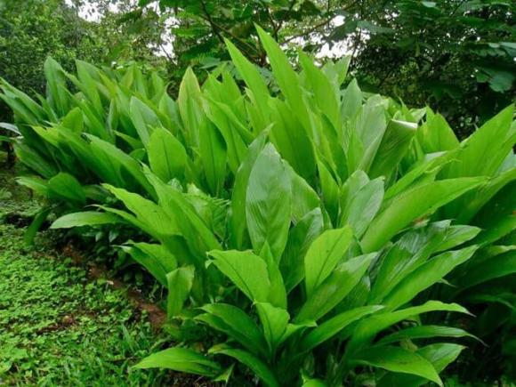 Gừng, Nghệ, Mỏ vàng triệu đô dưới lòng đất việt nam