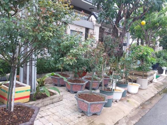 cây cảnh, chậu cây cảnh trước nhà, pháp luật, kiến thức 
