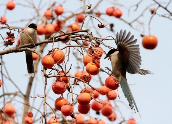 trồng cây, trồng cây ăn quả, trồng cây ăn quả trong sân vườn, Trồng cây gì ở sân nhà tốt