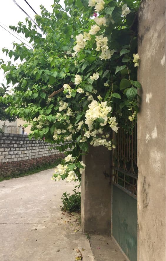 hoa giấy, hoa giấy chỉ nuôi lá, kiến thức