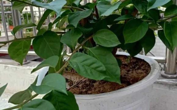 hoa giấy, hoa giấy chỉ nuôi lá, kiến thức