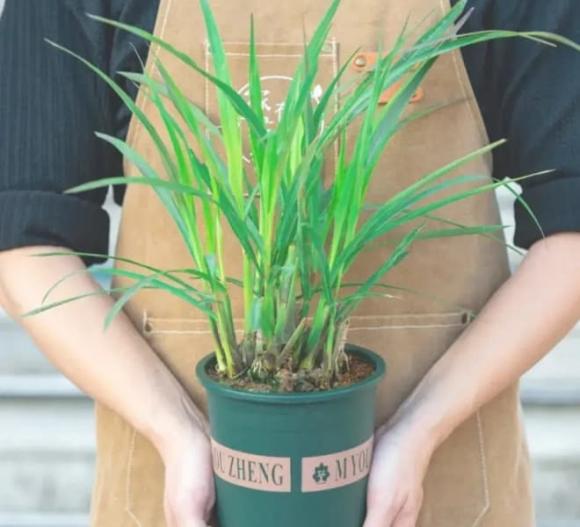 muỗi, cách bảo vệ bản thân khỏi muỗi, thủ thuật ngăn muỗi vào nhà, sốt xuất huyết