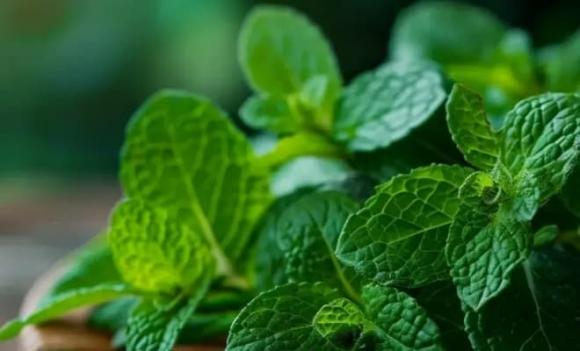 muỗi, cách bảo vệ bản thân khỏi muỗi, thủ thuật ngăn muỗi vào nhà, sốt xuất huyết