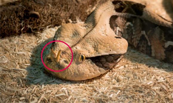 Tam đại mãng xà, Trăn cộc Python brongersmai, Trăn gấm Python reticulatus