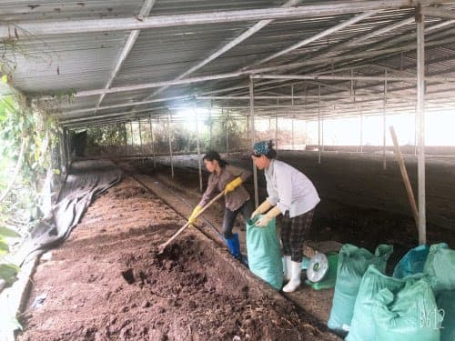 Nuôi trùn quế, nuôi giun quế, mô hình nuôi trùn quế