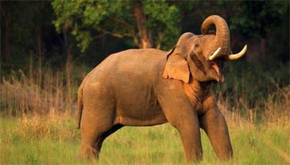 thế giới, Thai kỳ, động vật, voi châu Á