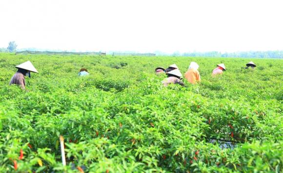 Trung Quốc, mua ớt, xuất khẩu ớt, kiến thức 