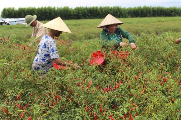 Trung Quốc, mua ớt, xuất khẩu ớt, kiến thức 