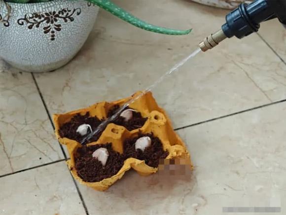 trứng, khay đựng trứng, mẹo vặt gia đình