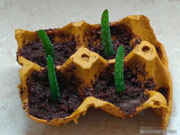 trứng, khay đựng trứng, mẹo vặt gia đình