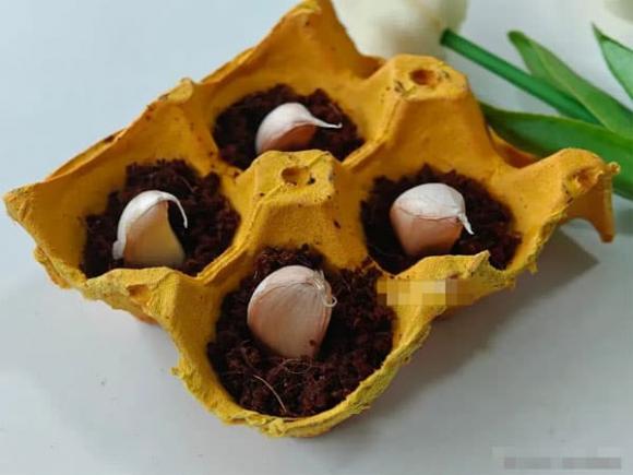 trứng, khay đựng trứng, mẹo vặt gia đình