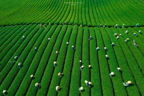 Mộc châu, du lịch mộc châu