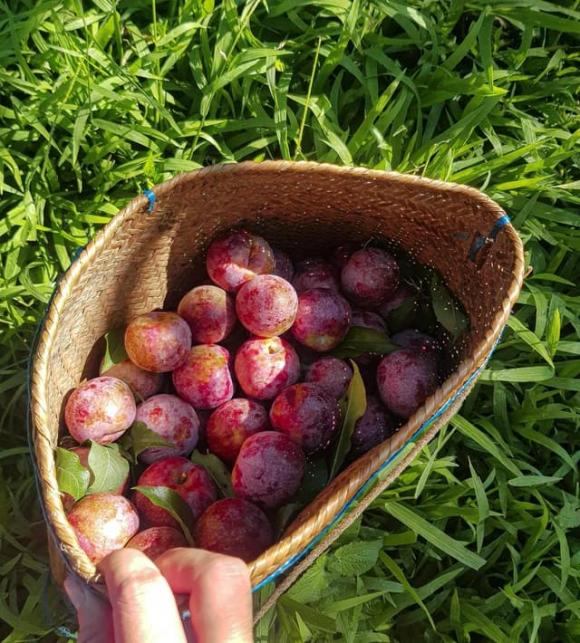 Mộc châu, du lịch mộc châu