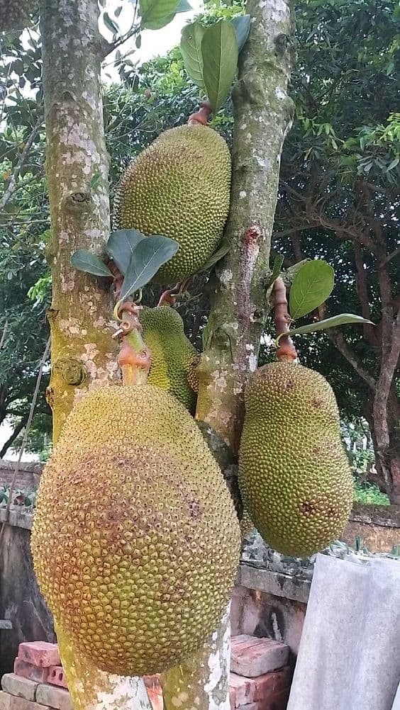 cây mít, trồng cây mít trước nhà, kiến thức 