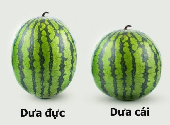 dưa hấu, chọn dưa hấu, cách vỗ dưa hấu, kiến thức 