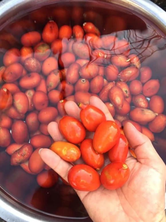 quả máu, quả máu ngâm rượu, mua quả máu ở đâu, kiến thức 