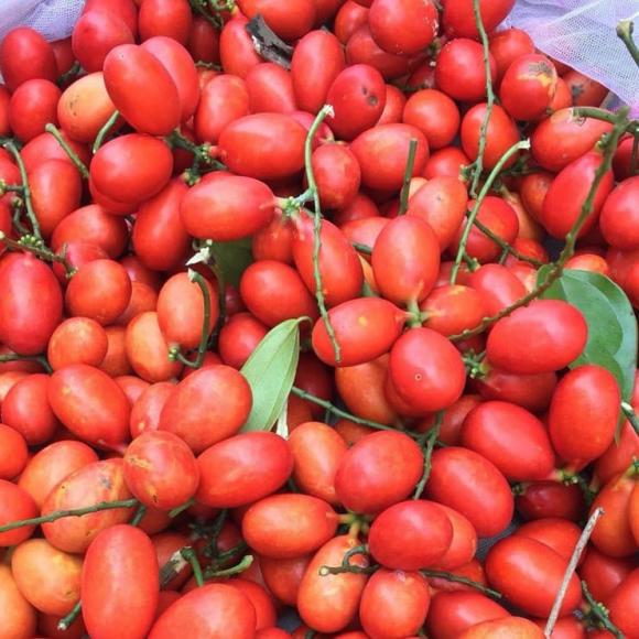 quả máu, quả máu ngâm rượu, mua quả máu ở đâu, kiến thức 