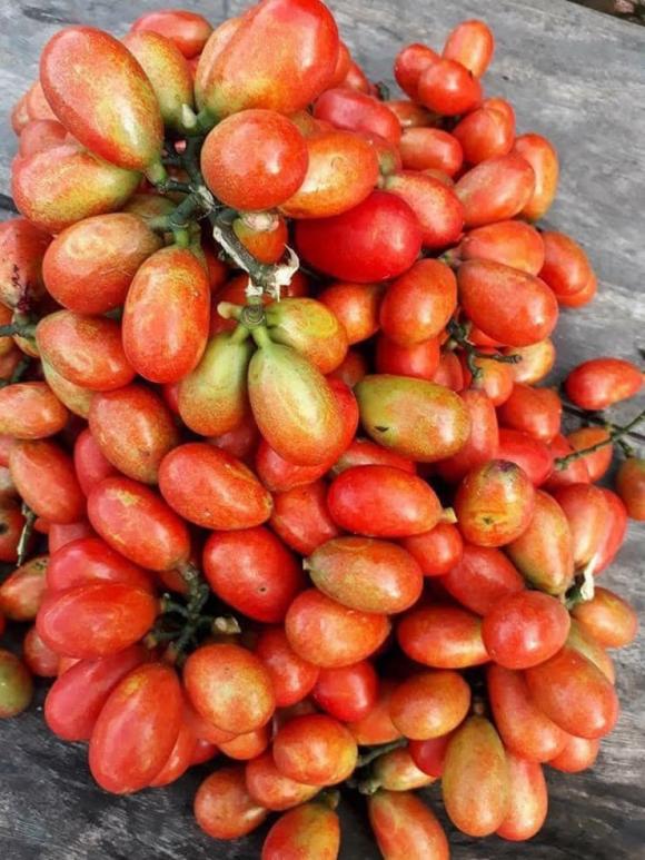 quả máu, quả máu ngâm rượu, mua quả máu ở đâu, kiến thức 