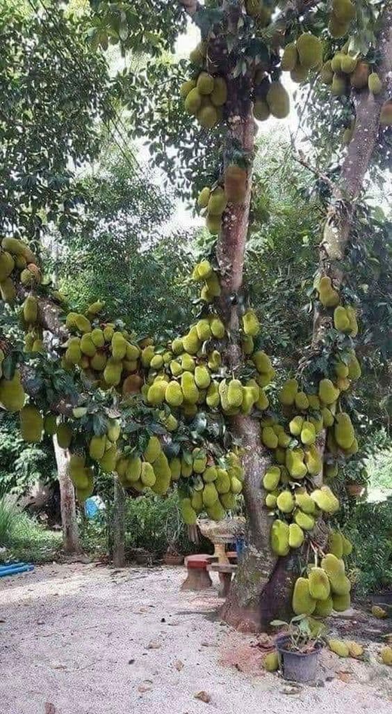 cây mít, trồng cây mít trước nhà, kiến thức 